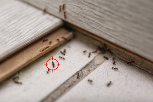 Best Pest Prevention Services  in Boulder Hl, IL