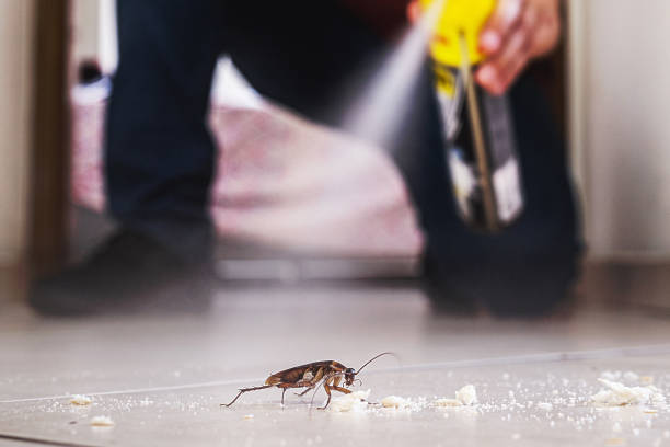 Best Spider Control Near Me  in Boulder Hl, IL