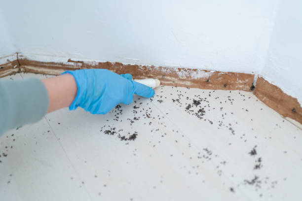 Best Bed Bug Extermination  in Boulder Hl, IL